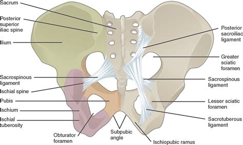 11.3 The Pelvic Girdle and Pelvis – Fundamentals of Anatomy and Physiology