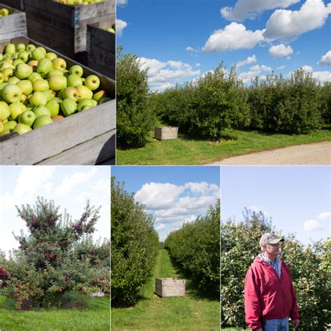 Michigan apple orchards | A Zesty Bite