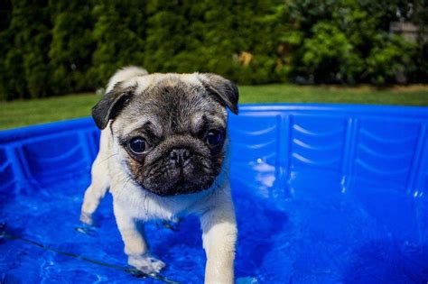 ¿Es buena la piscina para tu perro? - Adiestrar Perros - Razas de ...