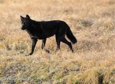 Yellowstone Wolf: Tracking the Packs