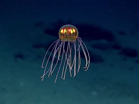 Scientists discovered a stunning new species of jellyfish two miles...