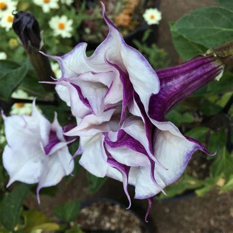 Angel's Trumpet Seeds - Datura Seed - Annual Flower Seeds