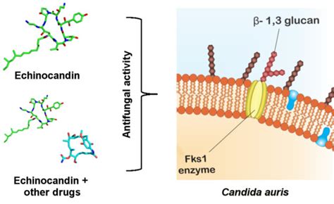 JoF | Free Full-Text | Echinocandins as Biotechnological Tools for ...