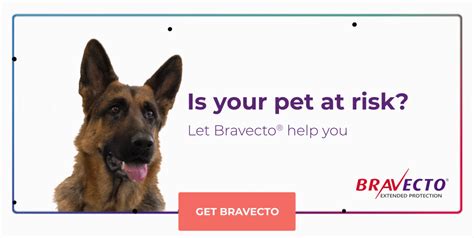 Does Bravecto Treat Ear Mites In Dogs