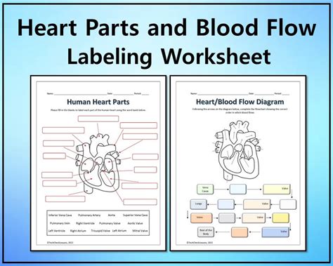 Human Heart Parts and Blood Flow Labeling Worksheets Diagram/graphic ...