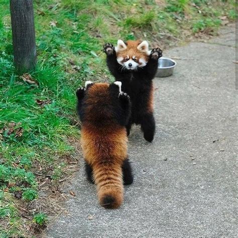 If cornered, red panda will stand on its hind legs and extend its claws ...