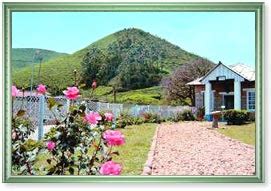 Tea Museum Munnar - Tea Museum Munnar Kerala - Tea Museum at Munnar