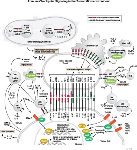 Immunology/Inflammation | Cell Signaling Technology