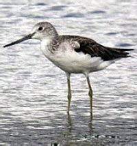 Common Greenshank | BIRDS in BACKYARDS