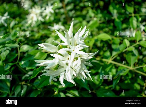 Jui flowers hi-res stock photography and images - Alamy