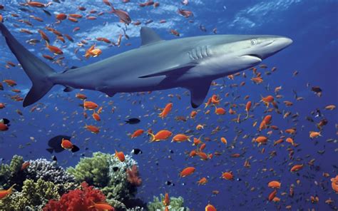 Ocean Shark Underwater World, Exotic Fish, Coral Desktop Wallpaper Hd For Mobile Phones And ...