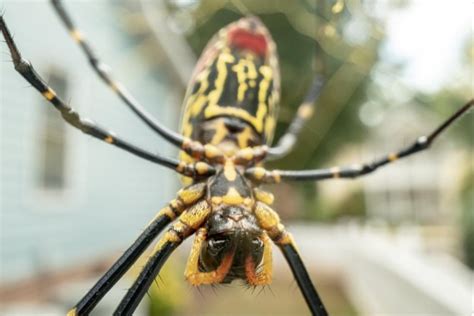 Venomous Giant Flying Spiders From Japan Expected In New York