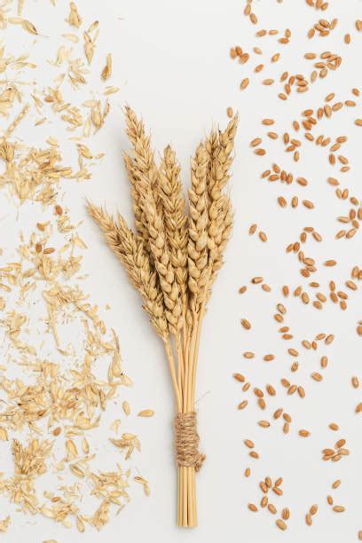 510+ Wheat Chaff Stock Photos, Pictures & Royalty-Free Images - iStock