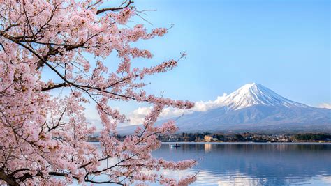 Where To See Beautiful Cherry Blossoms Around The World