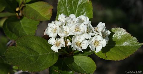 Douglas Hawthorn, Black Hawthorn: Crataegus douglasii (Synonyms ...