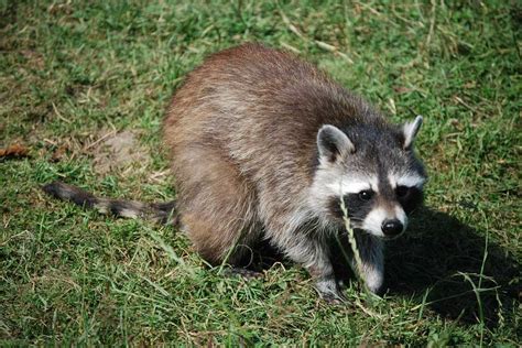 Raccoon Hunting 101: The Complete Guide to Coon Hunting - Living In This Season