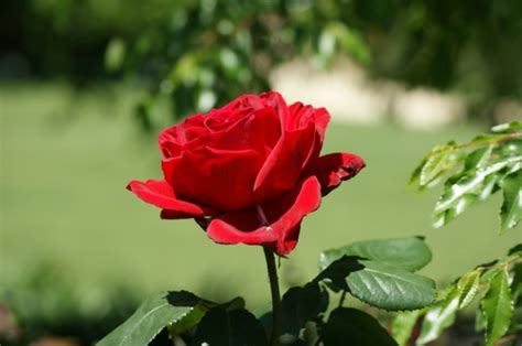 Rote Rosen als aromatische und bezaubernde Gartenpflanzen pflegen