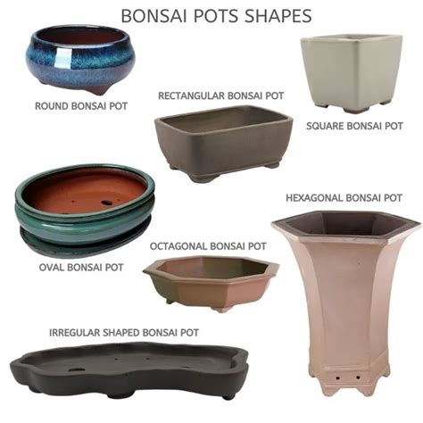 How to choose pot for your bonsai