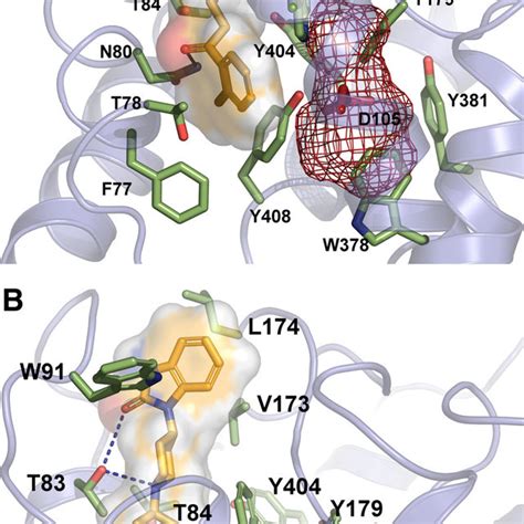 Structures of M1 muscarinic receptor orthosteric and allosteric ...