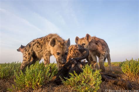 Hyenas Feeding at Liuwa Plain