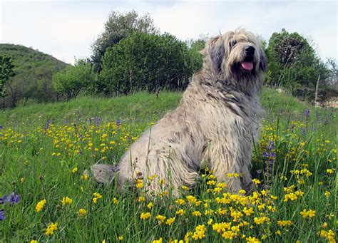 Large Dog Breeds Long Hair