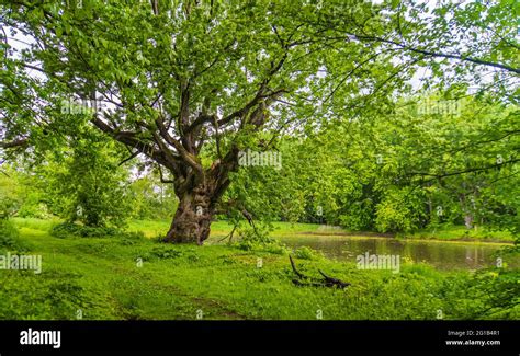 very old chestnut tree on river's edge Stock Photo - Alamy