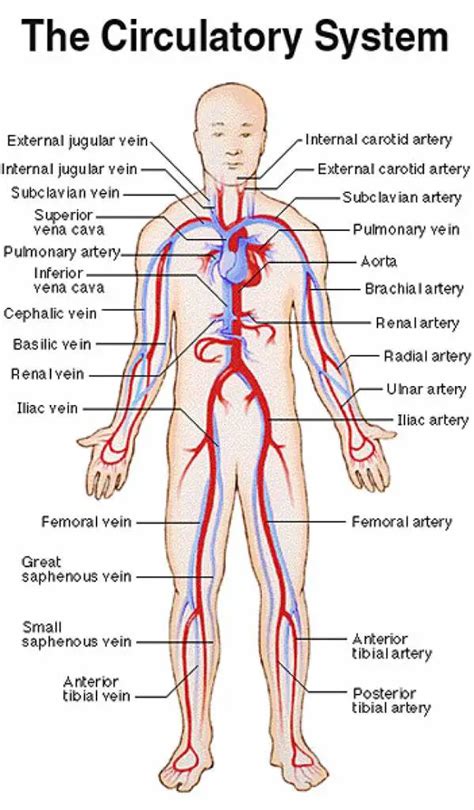 Blood vessels diagram