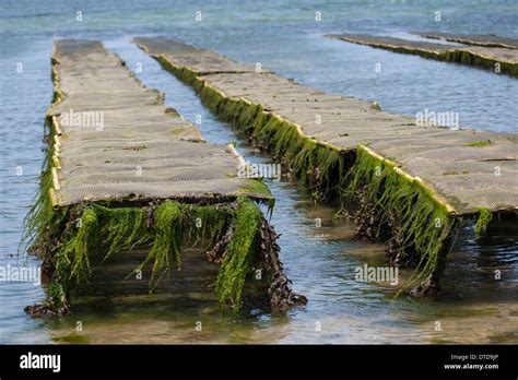 oyster culture, oyster farming, aquaculture, mariculture, Pacific Stock Photo: 66675806 - Alamy