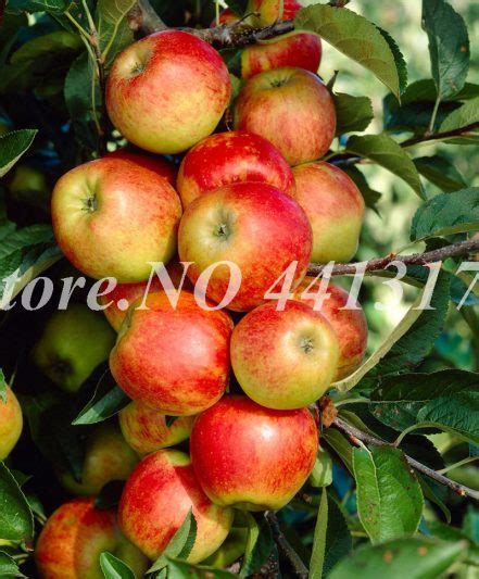 30 Pcs Bag Dwarf Apple Bonsai Miniature Tree Indoor Amp Outdoor Sweet ...