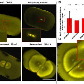 Spindles are positioned and oriented by asters prior to mitosis onset ...