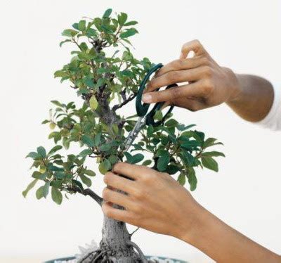 How to Prune the Bonsai Trees | BonsaiKey