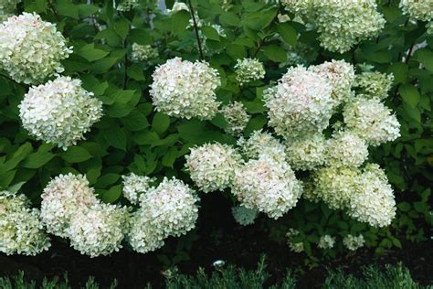 Limelight Hydrangea: Plant Care & Growing Guide