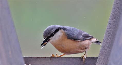 Nuthatch Bird Feeder - Free photo on Pixabay - Pixabay