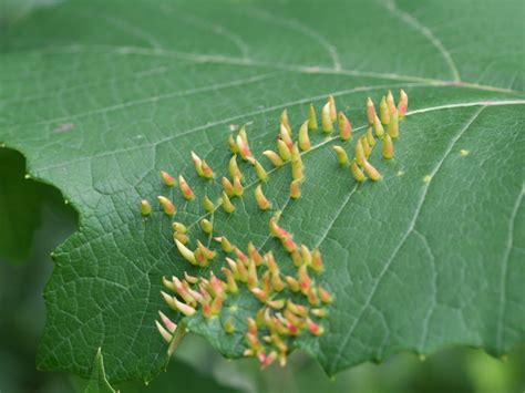 Causes Of Spindle Galls: How To Treat Spindle Galls On Trees