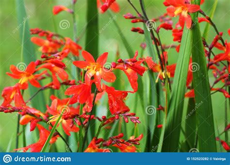 Crocosmia or Montbretia Plant in Bloom with Orange Flowers Stock Photo - Image of close ...