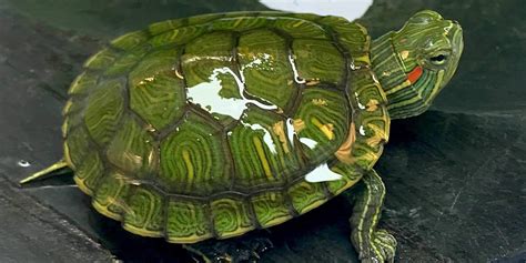 Aquatic turtles for sale | live baby turtles for sale my freshwater turtle store