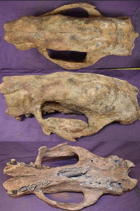 Shasta ground sloth skull fossil, Nothrotheriops shastensis. #Fossils # ...