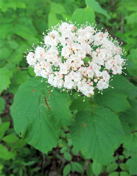 MAPLE-LEAVED VIBURNUM: (Viburnum acerifolium). Photographed May 28 ...