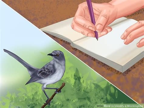 How to Identify a Mockingbird: 7 Steps (with Pictures) - wikiHow