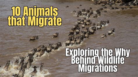 10 Animals that Migrate | Exploring the Why Behind Wildlife Migrations ...