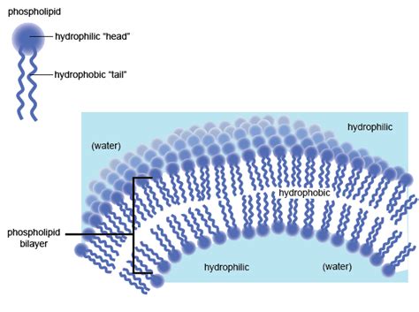 What part of the cell membrane is hydrophilic? | Socratic