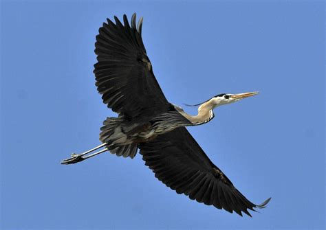 Great blue herons return to high-rise rookery near Drummond | Outdoors | missoulian.com