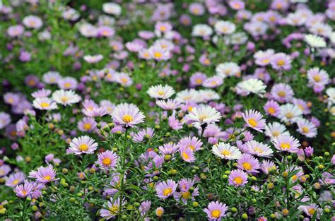 What Are September's Birth Flowers? Meaning Of Aster And Morning Glory