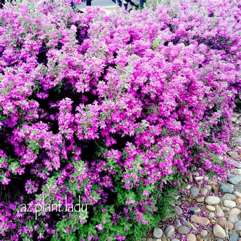 Texas Sage : Southwest Plant Profile | azplantlady.com