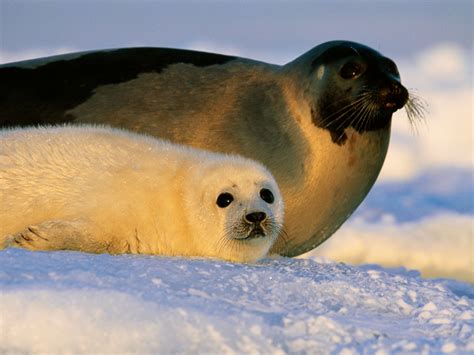 Arctic Seal