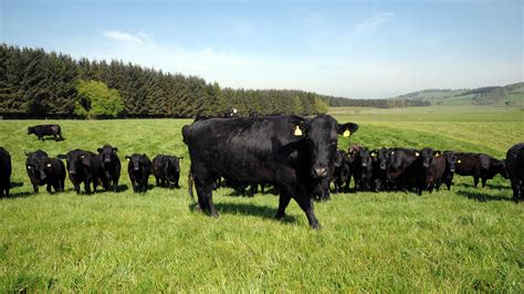 'Shelfwatch' finds majority of Scottish retailers stock Scotch beef - FarmingUK News