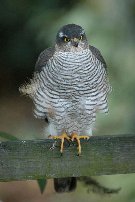 Eurasian sparrowhawk - Wikipedia