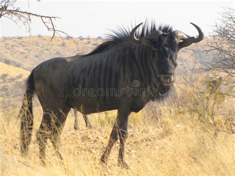 Gnu antelope stock image. Image of nature, black, reserve - 13852403