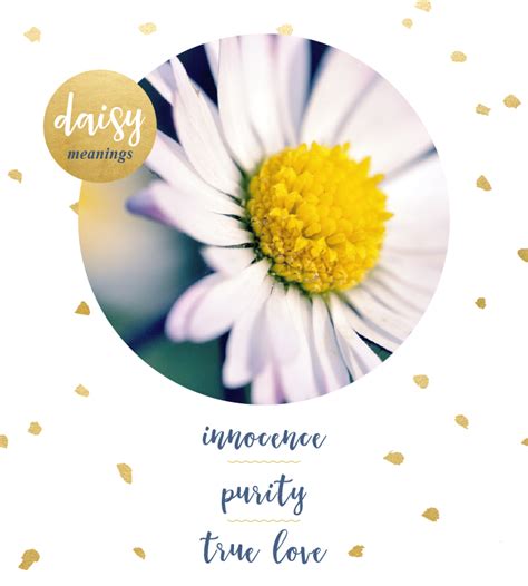 Daisy Flower Meaning In English | Best Flower Site