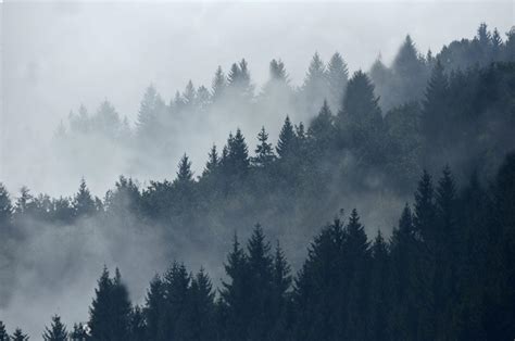 Foggy Mountain Forest Wallpapers - Top Free Foggy Mountain Forest Backgrounds - WallpaperAccess